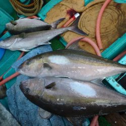 フィッシングハウス伊藤 釣果