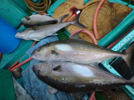 フィッシングハウス伊藤 釣果