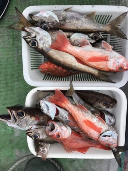 たいし丸 釣果