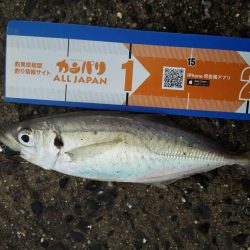 ほとんどボウズをくらうことがなかったジャックアイエース ！【ハヤブサ（Hayabusa）ジャックアイエース　インプレッション】