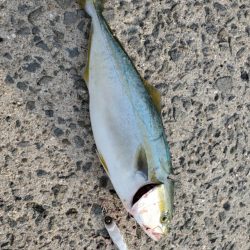 ラインがすべて出てしまうほどの圧倒的な飛距離！！【ハヤブサ（Hayabusa）ジャックアイエース　インプレッション】