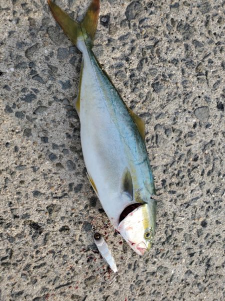 ラインがすべて出てしまうほどの圧倒的な飛距離！！【ハヤブサ（Hayabusa）ジャックアイエース　インプレッション】