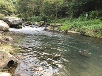 秩父フライフィールド 釣果