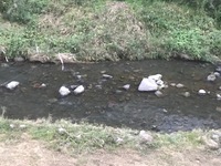 秩父フライフィールド 釣果