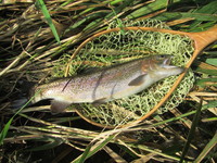 秩父フライフィールド 釣果