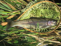 秩父フライフィールド 釣果