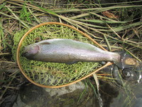 秩父フライフィールド 釣果