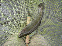 秩父フライフィールド 釣果