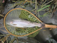 秩父フライフィールド 釣果