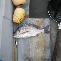 キラキラアピールが効果的！【ハヤブサ（Hayabusa）　ジャックアイグロッキー　インプレッション】