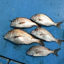 フィッシングガイド りょう 釣果