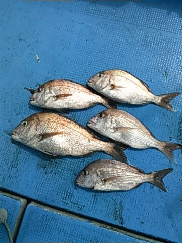 フィッシングガイド りょう 釣果