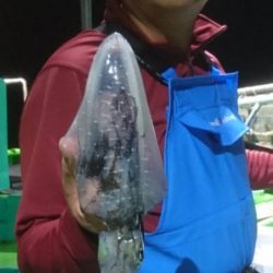 小島丸 釣果