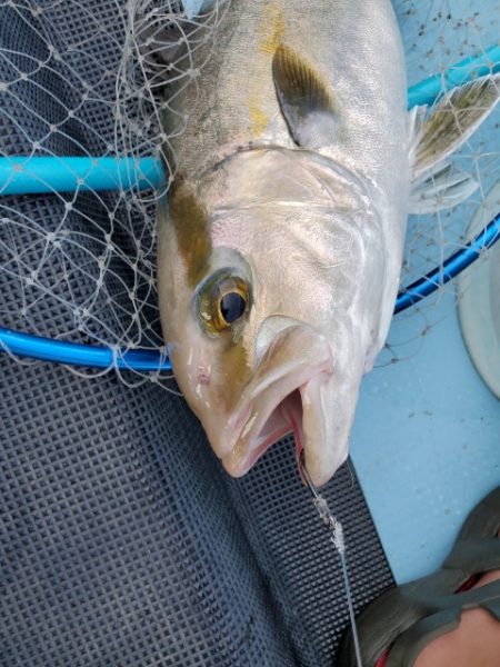 海晴丸 釣果
