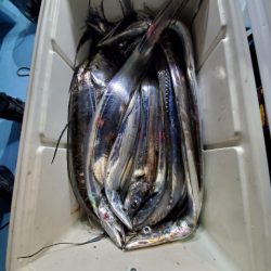 海晴丸 釣果