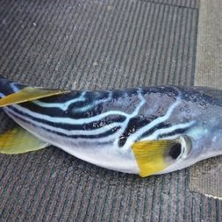 小樽港遊漁船SHAKE 釣果