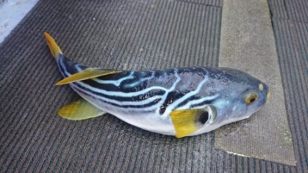 小樽港遊漁船SHAKE 釣果