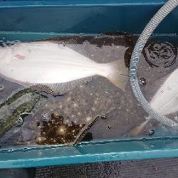 小樽港遊漁船SHAKE 釣果