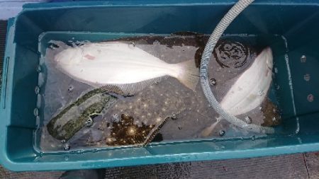 小樽港遊漁船SHAKE 釣果