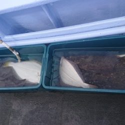 小樽港遊漁船SHAKE 釣果