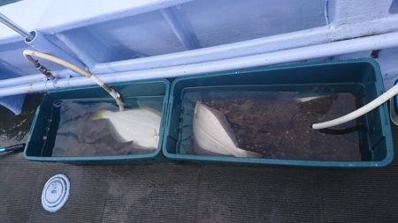 小樽港遊漁船SHAKE 釣果