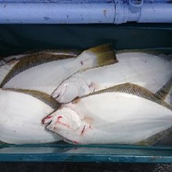 小樽港遊漁船SHAKE 釣果