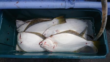 小樽港遊漁船SHAKE 釣果