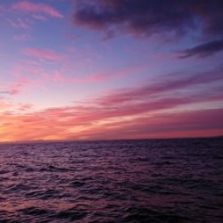 小樽港遊漁船ＳＨＡＫＥ 釣果