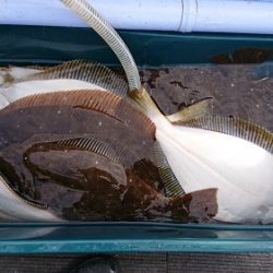 小樽港遊漁船SHAKE 釣果