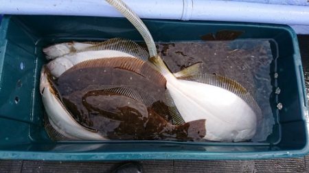 小樽港遊漁船SHAKE 釣果