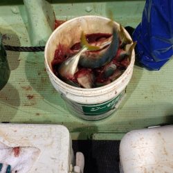 海龍丸（石川） 釣果