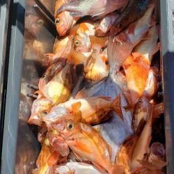 海龍丸（石川） 釣果