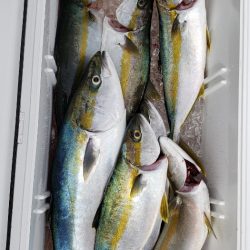 海龍丸(石川) 釣果