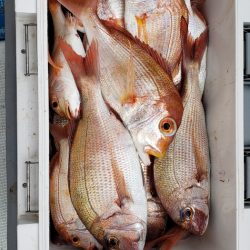 海龍丸（石川） 釣果