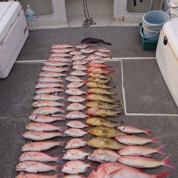 ARCADIAⅡ (アルカディアⅡ) 釣果