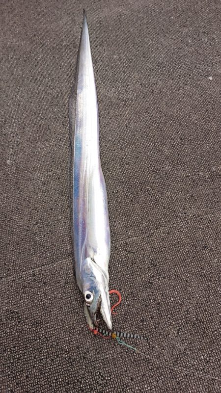 ARCADIAⅡ （アルカディアⅡ） 釣果