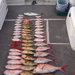 ARCADIAⅡ （アルカディアⅡ） 釣果