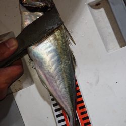 シースナイパー海龍 釣果