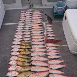 ARCADIAⅡ (アルカディアⅡ) 釣果