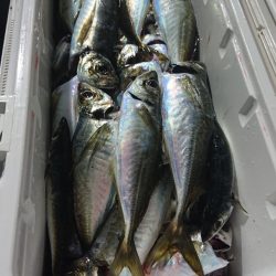 シースナイパー海龍 釣果