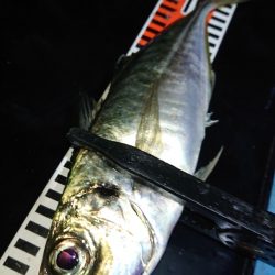 シースナイパー海龍 釣果