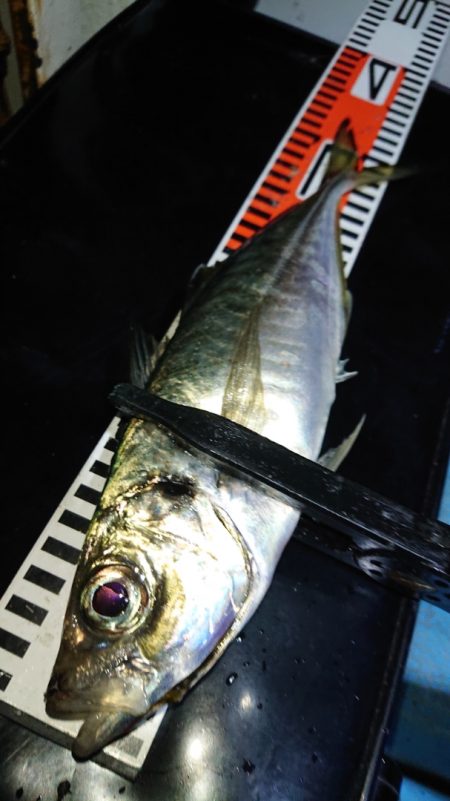 シースナイパー海龍 釣果