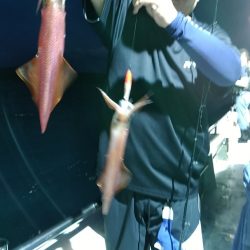 LUSTER『ラスター』 釣果