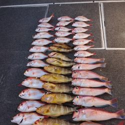 ARCADIAⅡ （アルカディアⅡ） 釣果