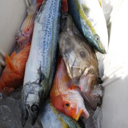 第二龍勢丸 釣果