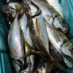 シースナイパー海龍 釣果