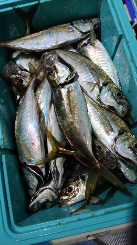 シースナイパー海龍 釣果