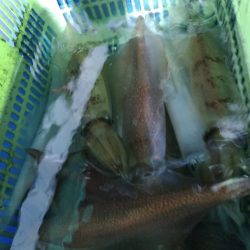 LUSTER『ラスター』 釣果