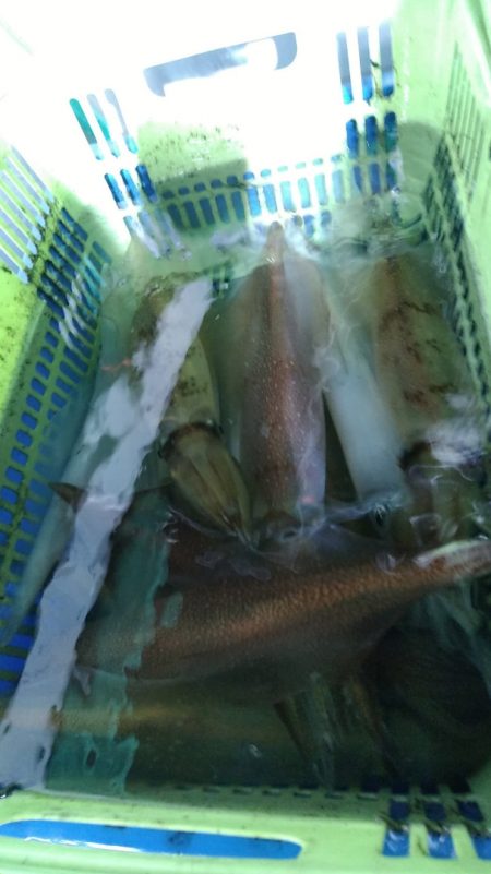 LUSTER『ラスター』 釣果