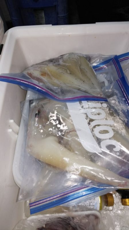 第二龍勢丸 釣果